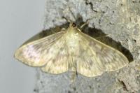 Patania ruralis