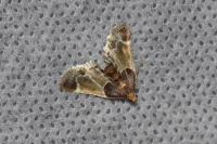 Pyralis farinalis