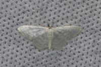 Idaea subsericeata
