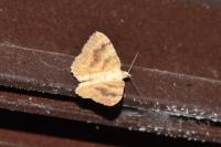 Camptogramma bilineata