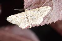 Peribatodes rhomboidaria rhomboidaria
