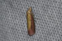 Oncocera semirubella
