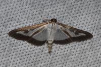 Cydalima perspectalis