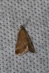 Pyrausta despicata