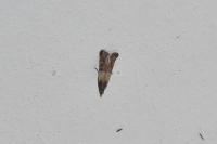 Plodia interpunctella