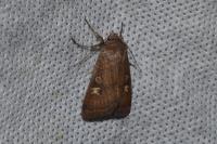 Xestia xanthographa
