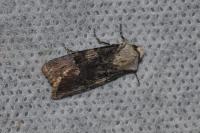 Agrotis puta