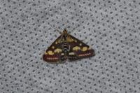 Pyrausta purpuralis