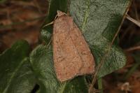 Xestia castanea