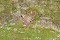 Hypsopygia costalis