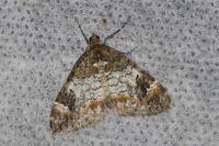 Dysstroma truncata