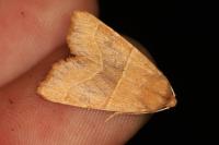 Atethmia centrago