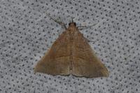 Hypena proboscidalis