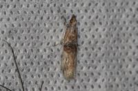 Nephopterix angustella