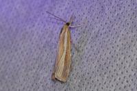Agriphila tristella