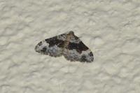 Epirrhoe galiata