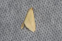 Rhodometra sacraria