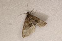 Perizoma bifaciata