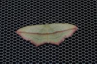 Timandra comae