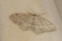 Idaea seriata