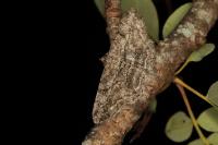 Peribatodes rhomboidaria rhomboidaria