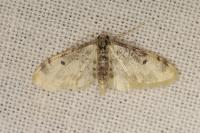 Idaea filicata
