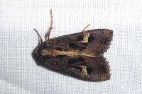 Trigonophora flammea