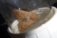 Sunira circellaris