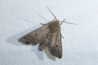 Leptologia lota