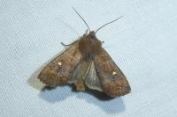 Eupsilia transversa