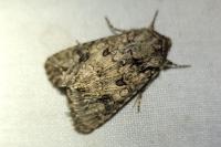 Anarta pugnax