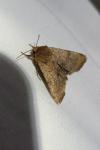 Sideridis lampra