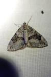 Thera britannica/variata