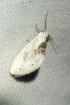 Cilix glaucata/hispanica