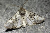 Pachetra sagittigera