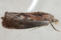 Galleria mellonella