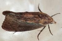 Galleria mellonella
