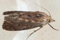 Galleria mellonella