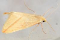 Rhodometra sacraria