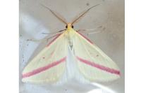 Rhodometra sacraria