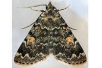 Idia calvaria