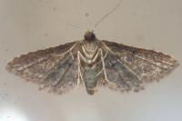 Araeopteron ecphaea