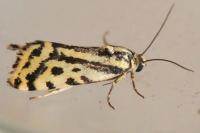 Emmelia trabealis