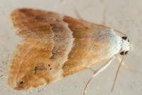 Eublemma parva