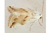 Eublemma ostrina