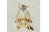 Eublemma ostrina