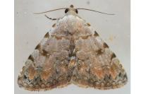 Metachrostis velox