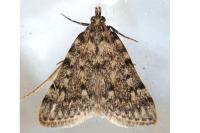 Aglossa pinguinalis