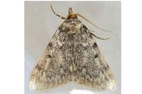 Aglossa pinguinalis