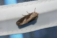 Egira conspicillaris